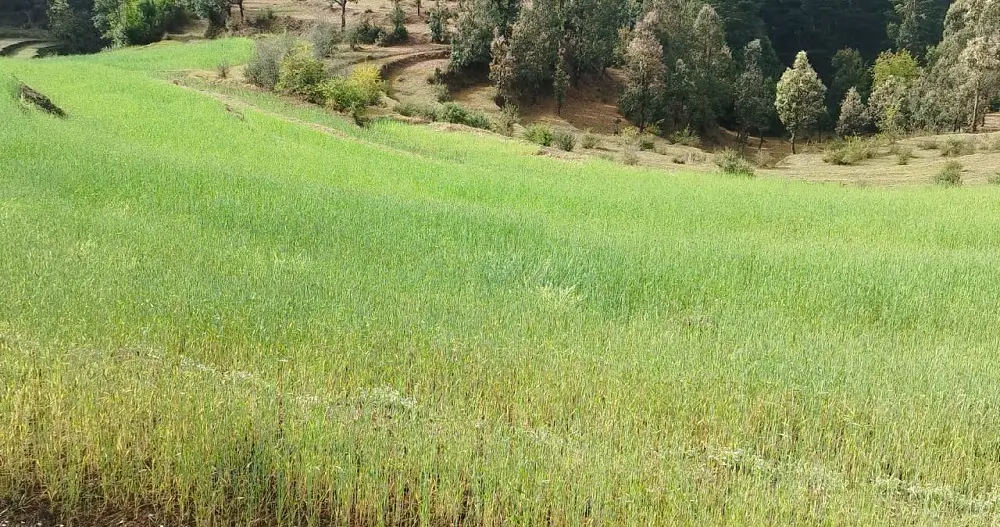 बेमौसमी वर्षाले बैतडीका किसान उत्साहित