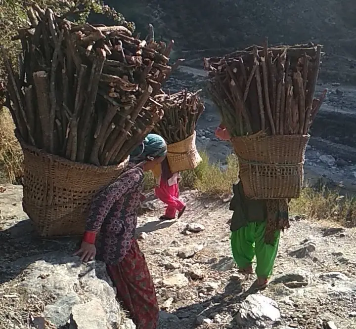 ग्यास अभावको हल्लाले बाजुराका महिला दाउरा सङ्कलनमा जुटे