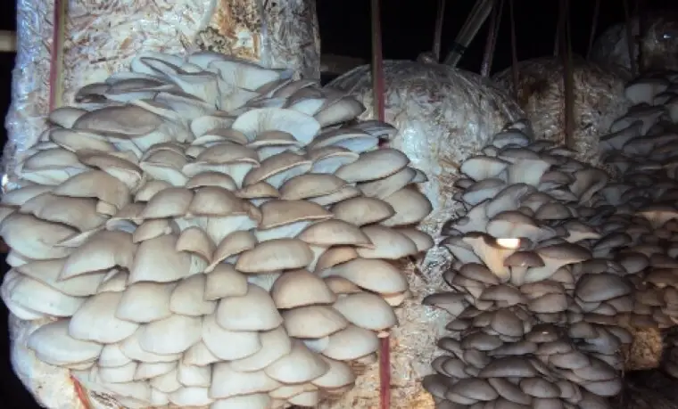 जङ्गली जनावरबाट जोगाउन च्याउ खेती