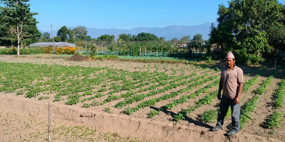 कञ्चनपुरमा ‘टिपिएस’ विधिबाट आलुखेती