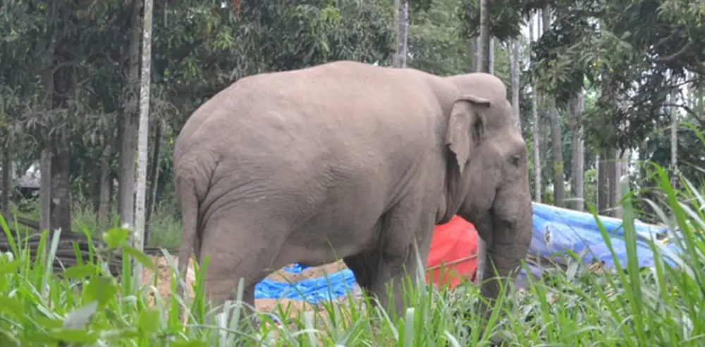 कञ्चनपुर निर्वाचन क्षेत्र–१मा हात्ती आतंक रोक्न सक्नेलाई मात्रै भोट