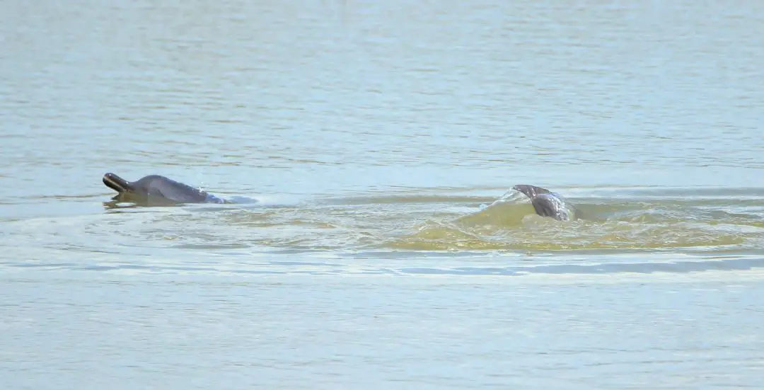 डल्फिन संरक्षणमा राज्यले चासो नदिएको गुनासो