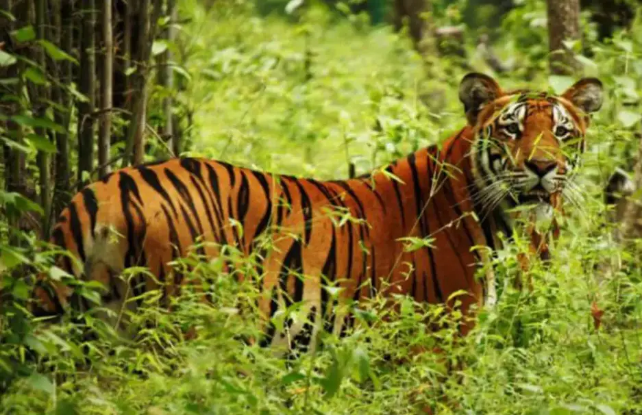 कञ्चनपुरको दोमिल्ला बस्तीमा बाघको त्रास