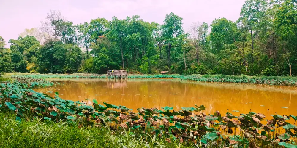 उपभोक्ताको आयआर्जनमा टेवा पुर्याउन पुरैनातालमा माछापालन