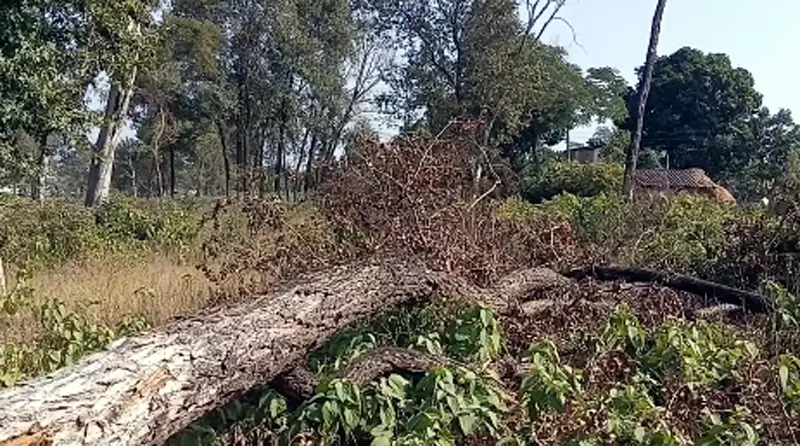 कृष्णपुरको सामुदायिक वन फँडानी प्रकरण स् बयान लिने काम अन्तिम चरणमा