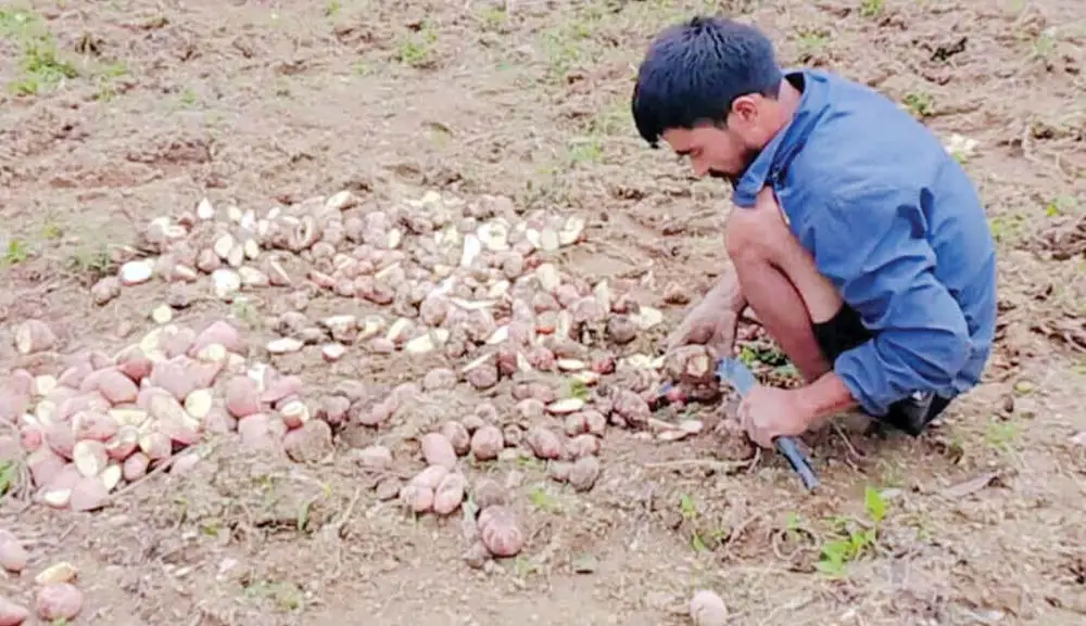 बैतडीमा बारीमै कुहिन थाल्यो आलु