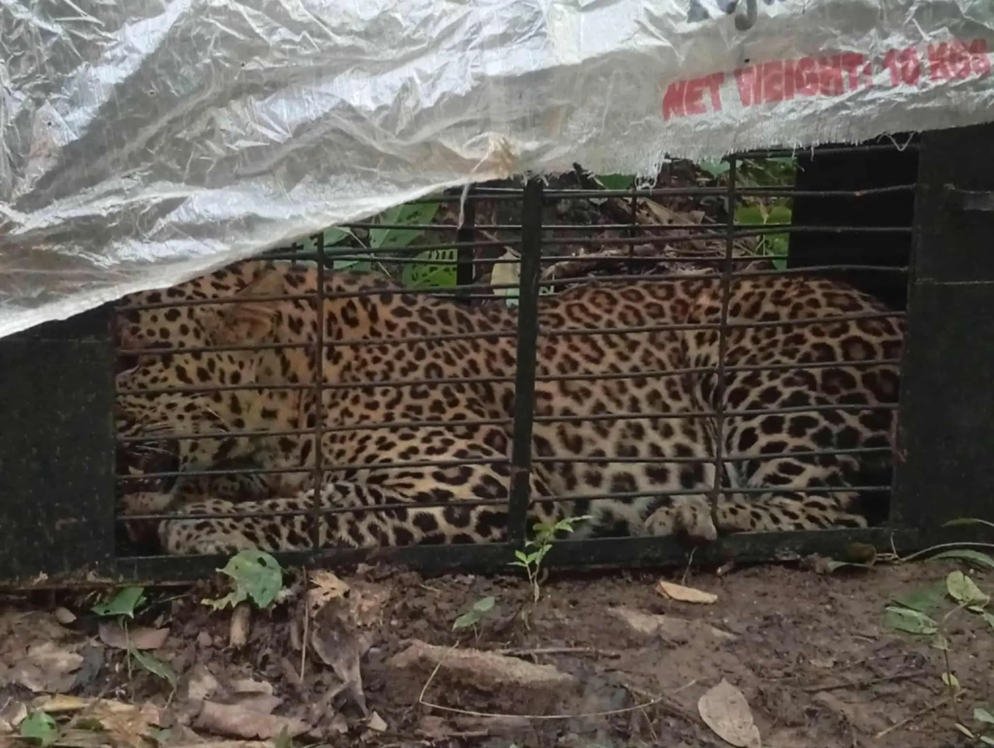 विद्यालयबाट चितुवाको सकुशल उद्धार