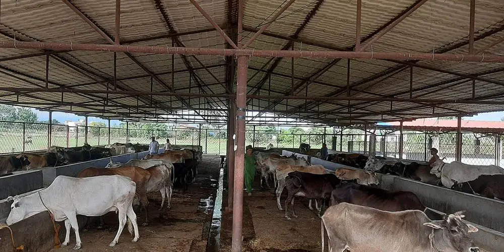 छाडा चौपाया व्यवस्थापनसँगै आम्दानी गर्दै गौशाला