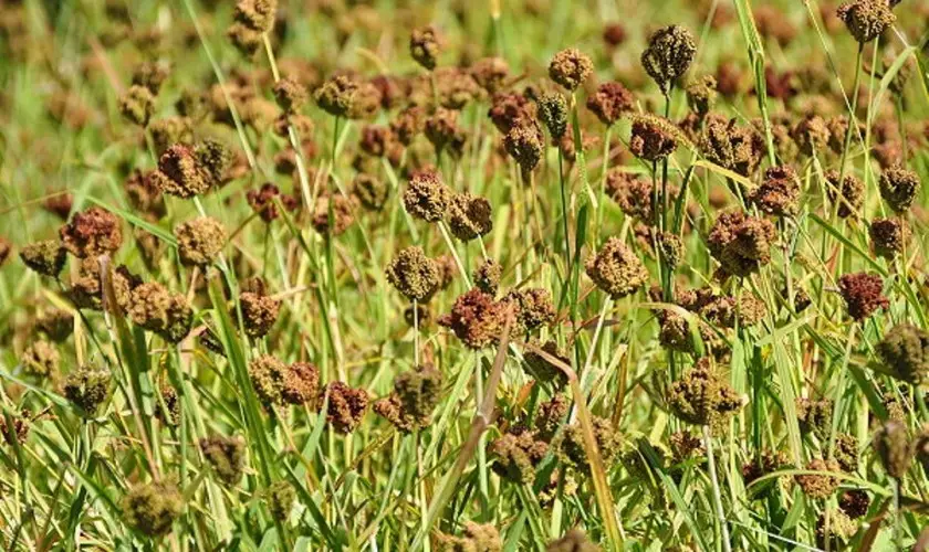 साउन १६ गतेलाई राष्ट्रिय कोदो दिवसका रूपमा मनाउने