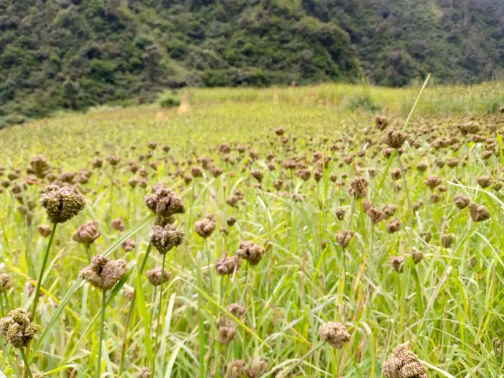 सहरमा कोदोको माग बढ्दै