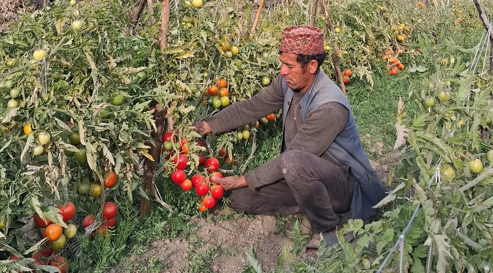 टमाटरबाट मनग्य आम्दानी