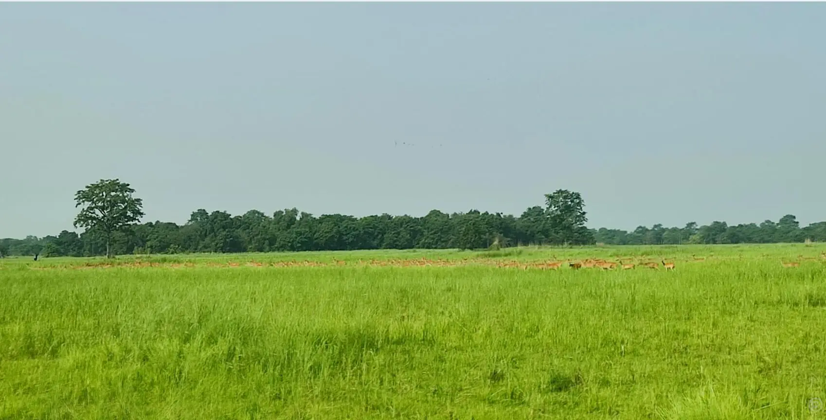 शुक्लाफाँटा राष्ट्रिय निकुञ्ज ओझेलमा