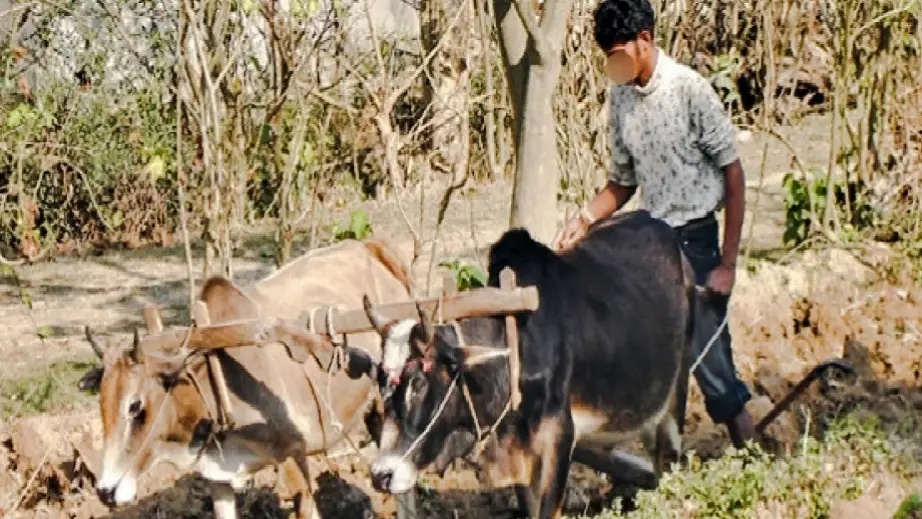 १७ वर्ष बितिसक्दा पनि मुक्त हलियाको जीवन उस्तै , कर्म उस्तै