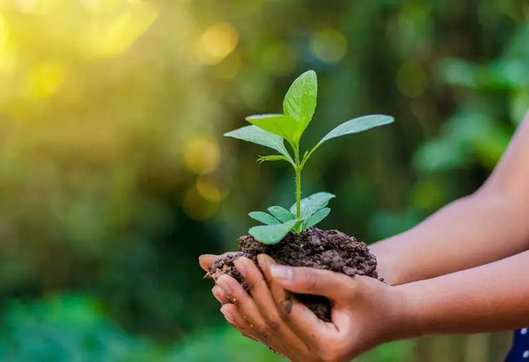 कञ्चनपुरमा सप्ताहव्यापी वृक्षरोपण अभियान