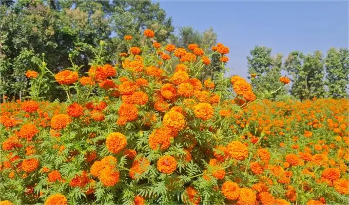 तिहारमा धनगढीमै फूले सयपत्री,स्थानीय किसानले उत्पादन गरे ६० क्विन्टल फूल