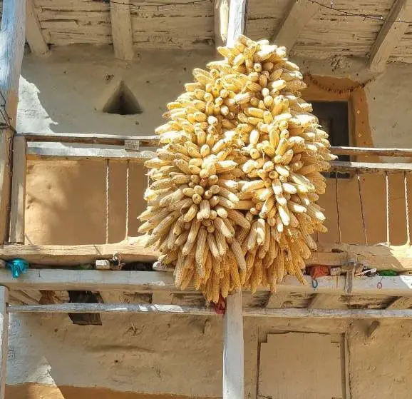 मकै उत्पादनमा जोड दिँदै बाजुराका किसान