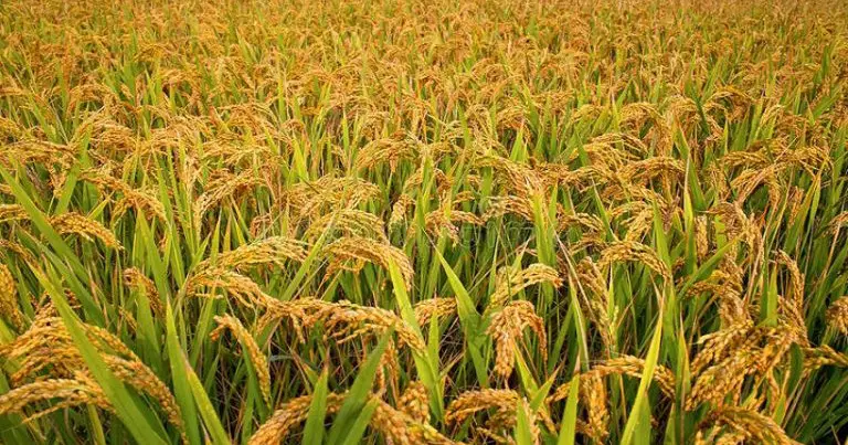 कैलालीमा दुई लाख २९ हजार मेट्रिक टन मात्रै उत्पादन, सात प्रतिशतले घट्यो