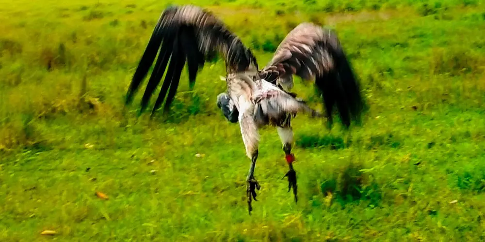 आठ दिनको उपचारपछि पुनर्जीवन पाएको सानो खैरो गिद्ध
