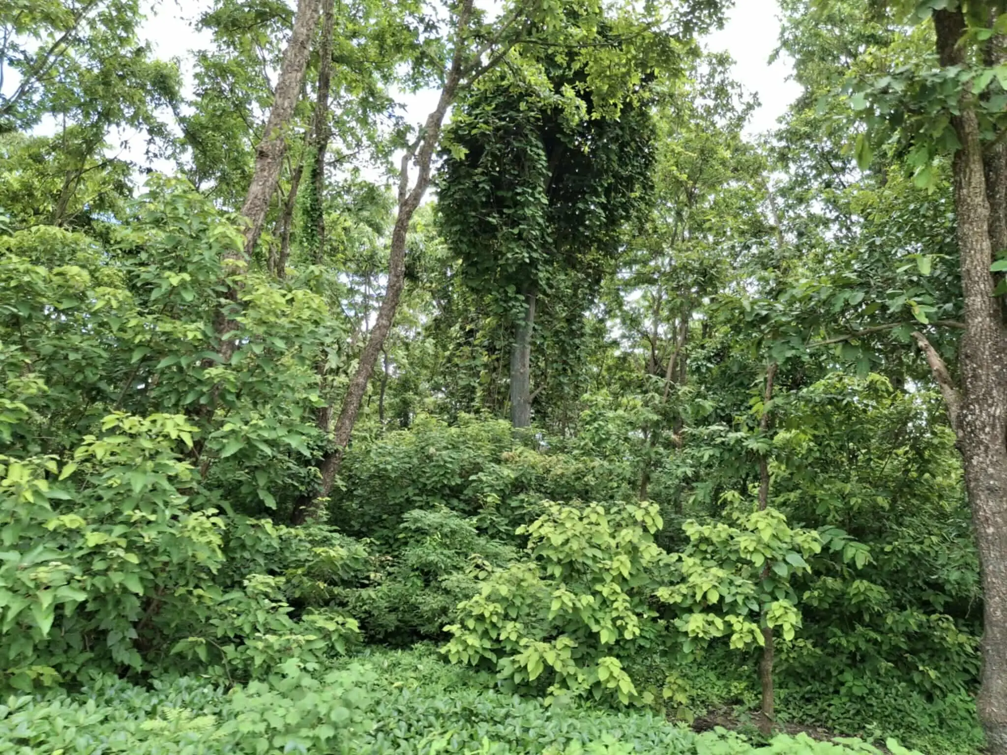 कैलालीमा १० महिने छोरीसहित झुन्डिएको अवस्थामा मृत भेटिइन् एक महिला