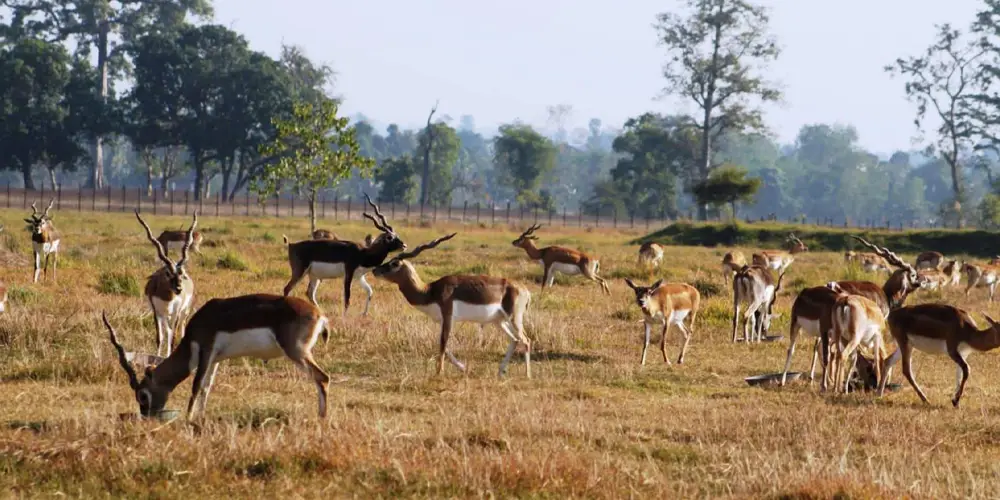 शुक्लाफाँटामा दुर्लभ वन्यजन्तु कृष्णसारको सङ्ख्यामा वृद्धि