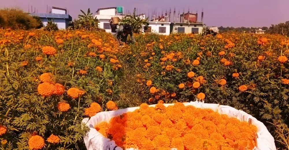 पुष्प व्यवसाय प्रबर्धनका लागि एकजुट हुँदै व्यवसायी