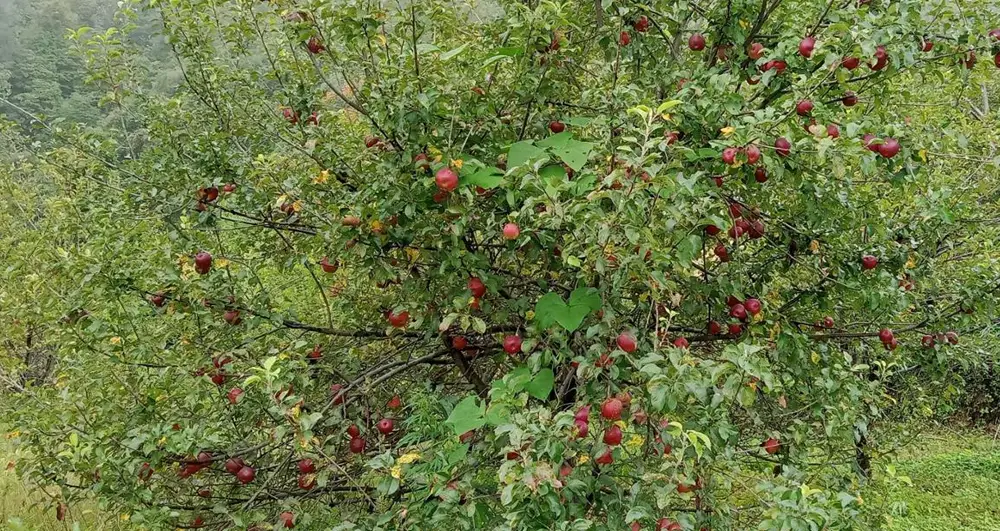 तराईमा पनि  स्याउखेती: कैलालीका युवा किसानले पाए मनग्य आम्दानी