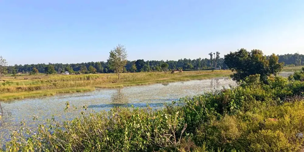 बाइस बिघाको गडबिजुला ताल पाँच बिघामा खुम्चियो