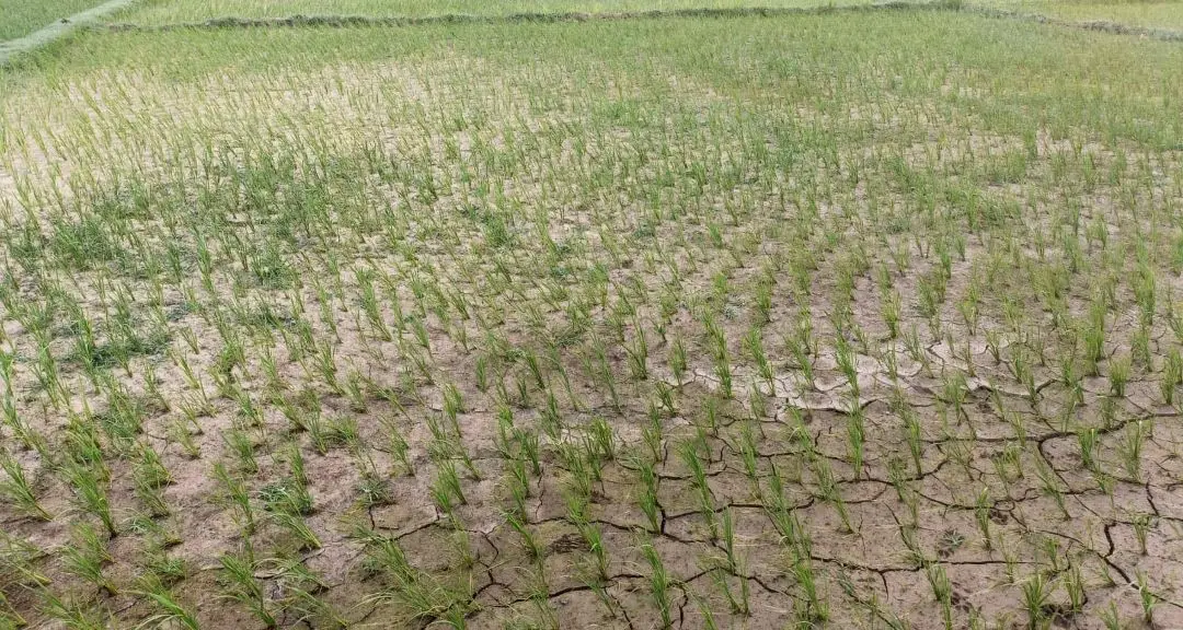 वर्षा भएपछि किसानलाई राहत