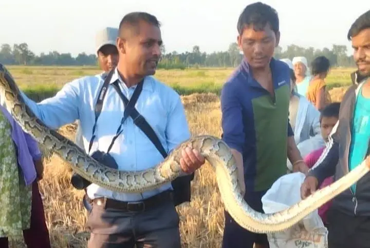 कैलालीमा धान खेत र केराबारीमा भेटिएका दुई वटा अजिङ्गर सर्पको उद्धार