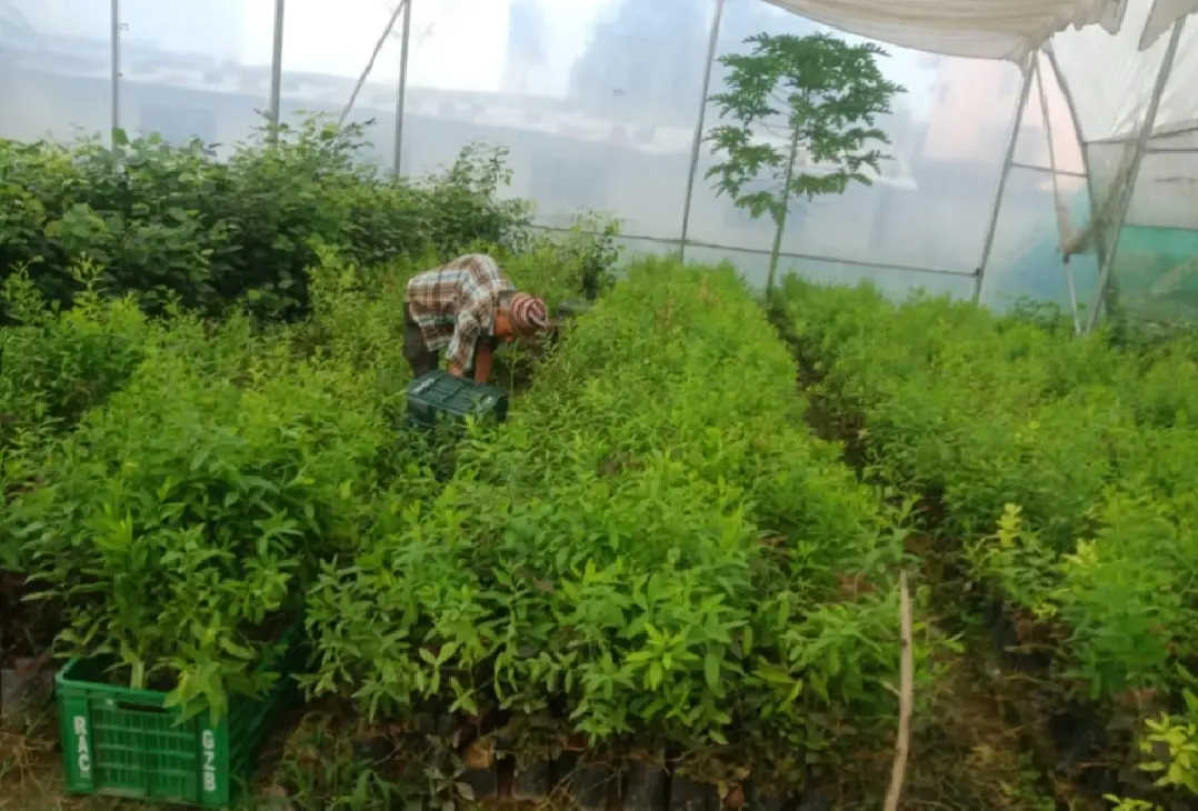 विस्तार हुँदै श्रीखण्ड र रक्तचन्दनको व्यावसायिक खेती