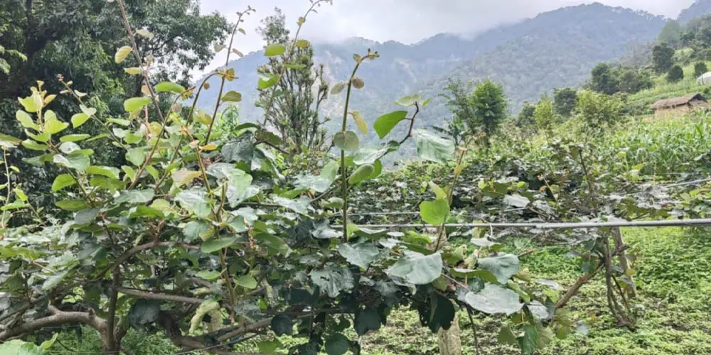 किबीका बोटले फल नदिएपछि किसान चिन्तित