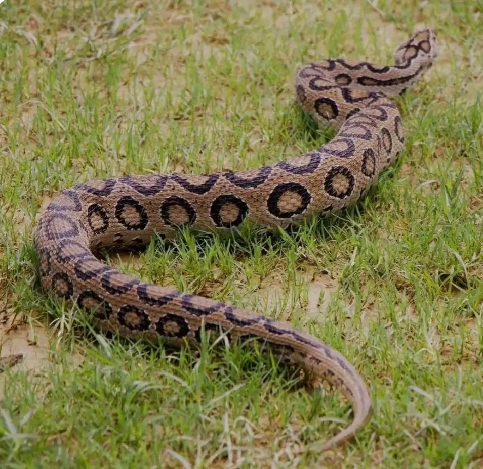 कैलालीमा भेटियो विषालु रसेल भाइपर सर्प