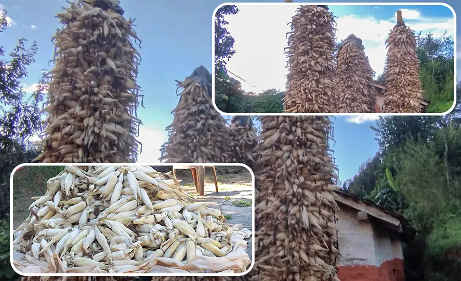 मकै थन्क्याउने चटारोमा व्यस्त बैतडीका किसान