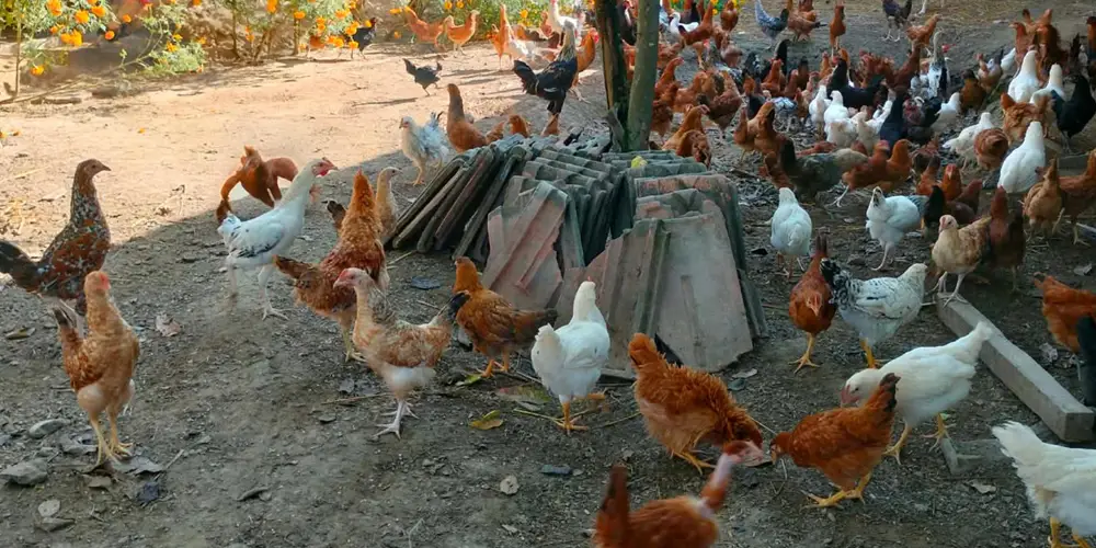 शुक्लाफाँटाका कुखुरा फार्ममा ‘फाउल पोक्स’को सङ्क्रमण