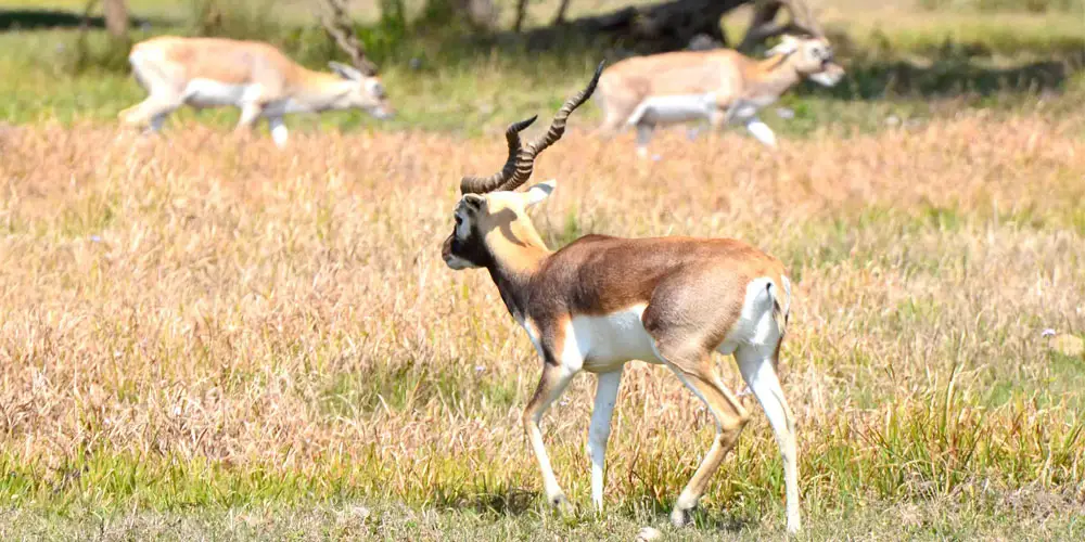 शुक्लाफाँटामा कृष्णसारकाे सङ्ख्या तीन सय छ पुग्याे