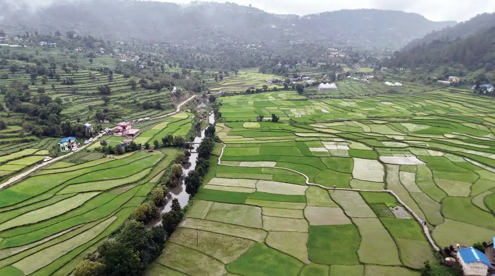 सुदूरपश्चिममा त्रियानब्बे प्रतिशत रोपाइँ