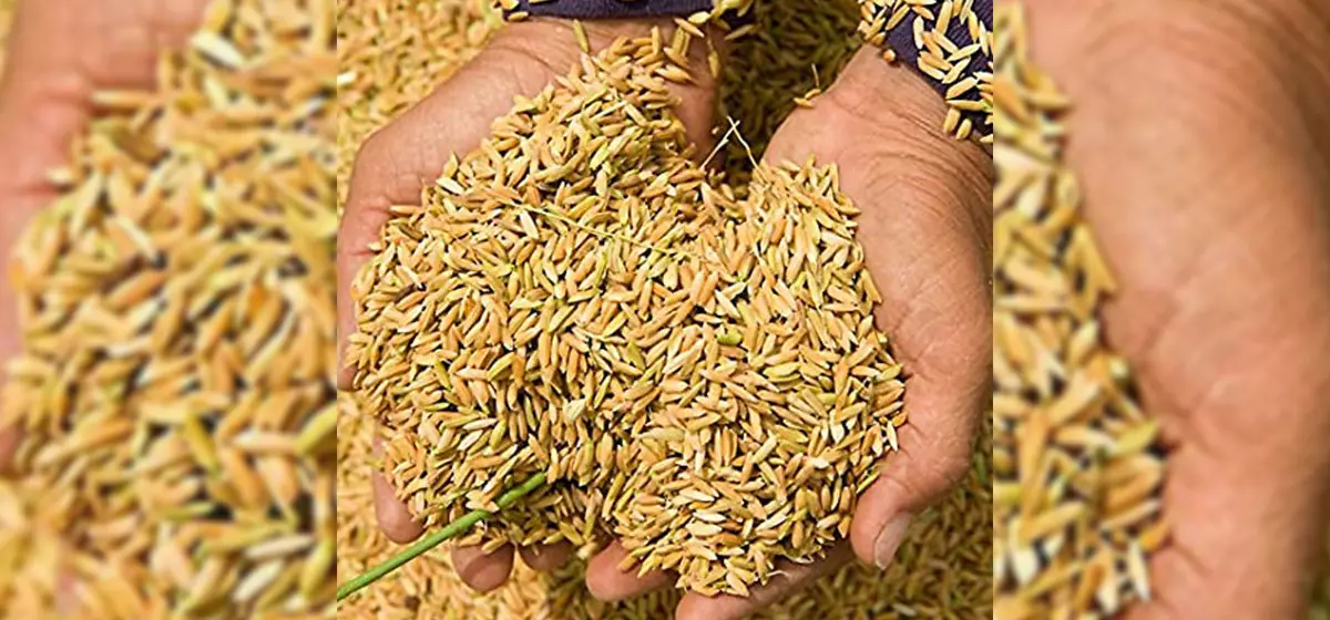 धानको समर्थन मूल्यकाे पर्खाइमा किसान