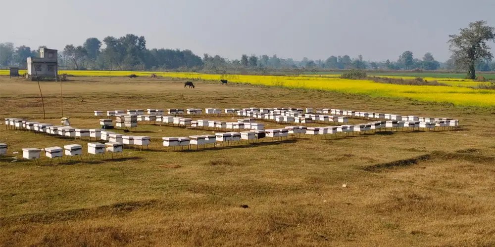 महबाटै करोडको कारोबार गर्नुहुन्छ विनोद हमाल