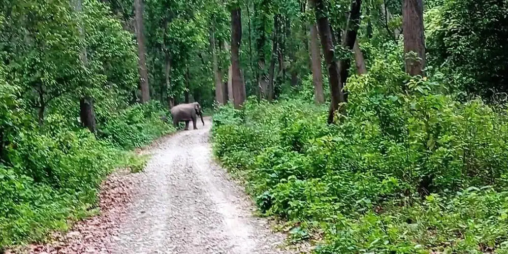 चुरेमा हात्तीको बथान, बस्तीमा त्रास