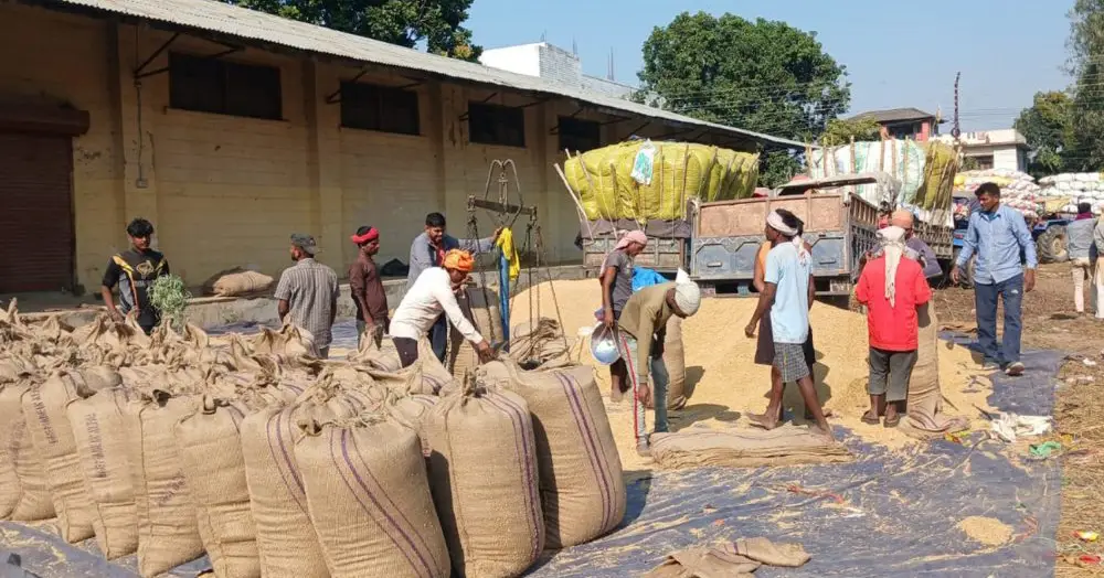 कैलालीमा खाद्यले आजदेखि धान खरिद गर्दै