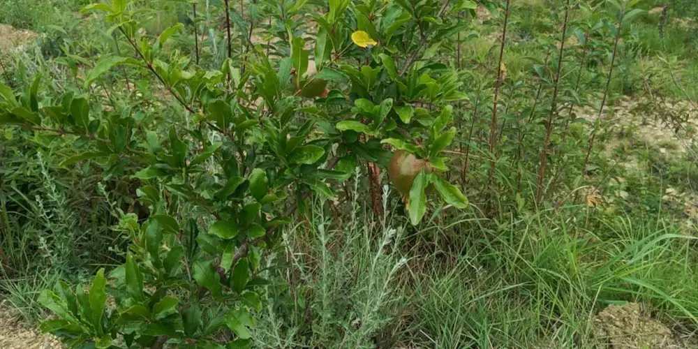 डडेल्धुरामा व्यावसायिक अनारखेतीबाट ५० लाख आम्दानी गर्ने लक्ष्य