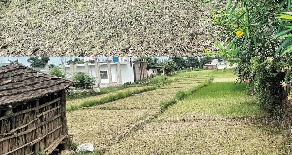 कञ्चनपुरमा वर्षा नहुँदा रोपेको धान सुक्न थालेपछि कृषक चिन्तित