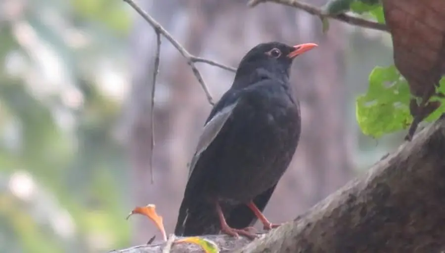 पहाडी वनको ‘मदना चाँचर’ शुक्लाफाँटामा