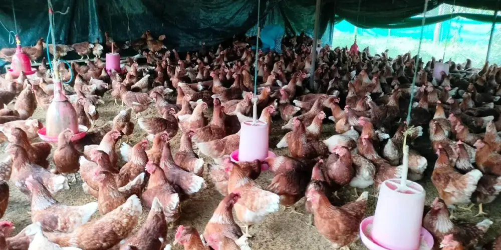 सफल कुखुरापालकका रूपमा परिचित झलारीका रेवन