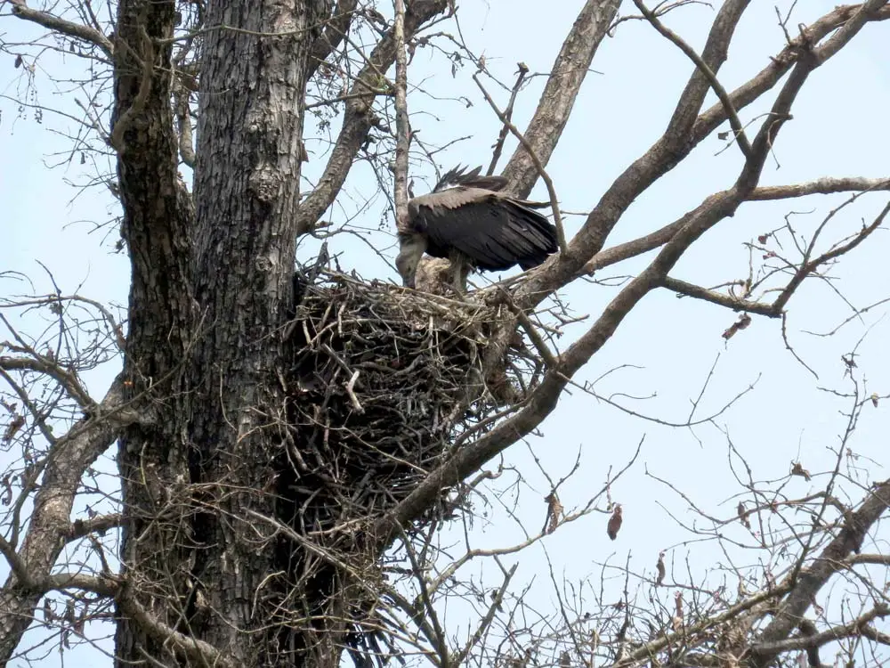 सुदूरपश्चिम प्रदेशमा गिद्धको अवस्था सुधारोन्मुख