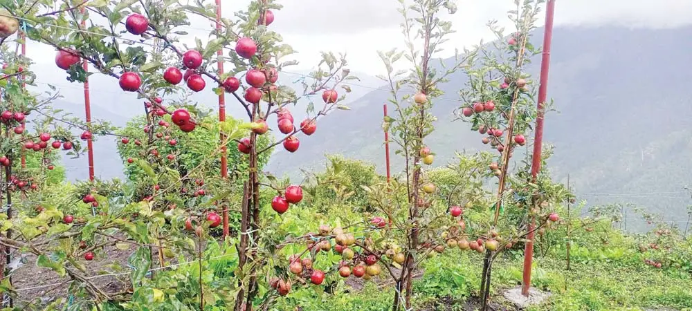 स्याउ पाके लटरम्म बाटो छैन बजारसम्म
