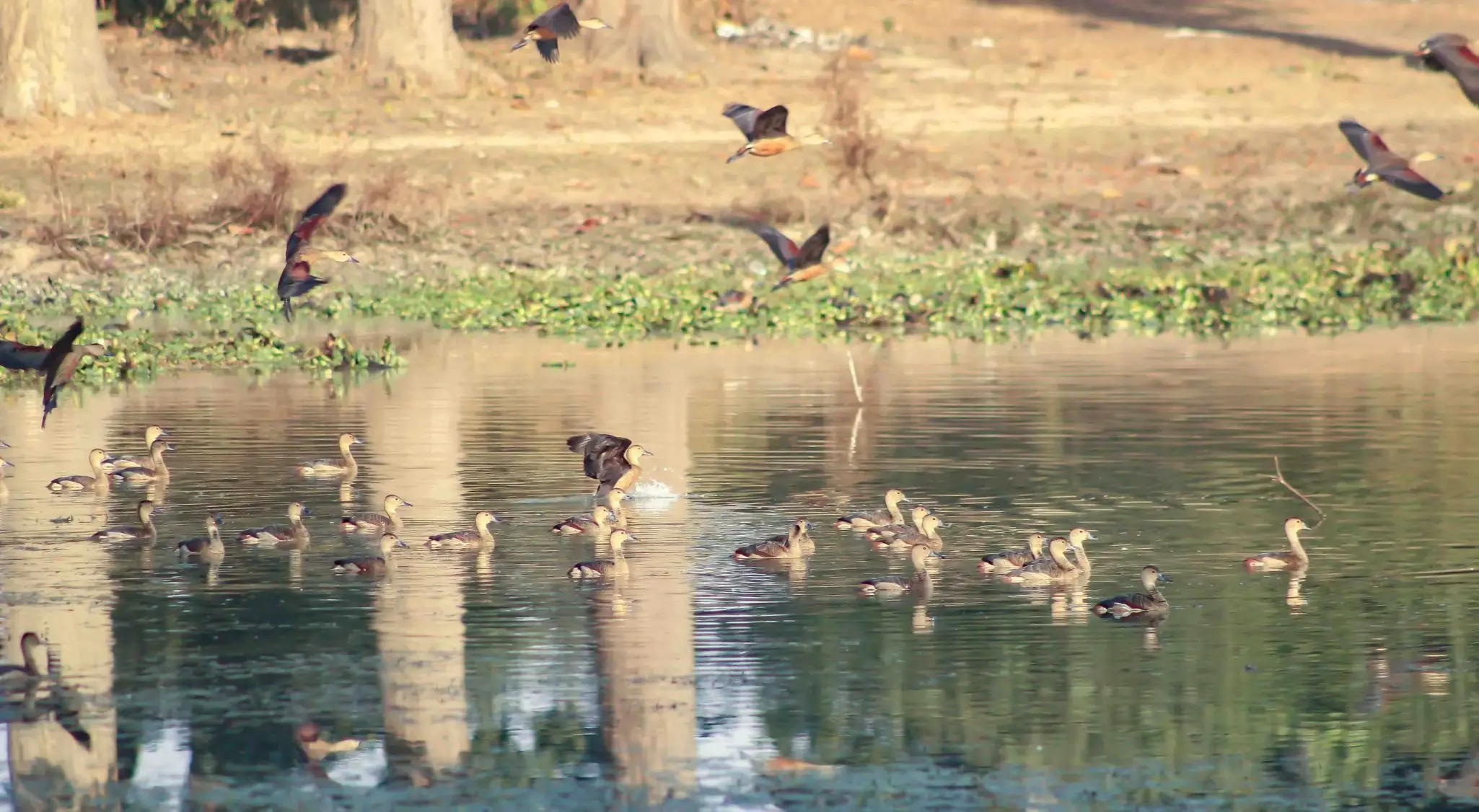 शुक्लाफाँटामा बढे जलपन्छी