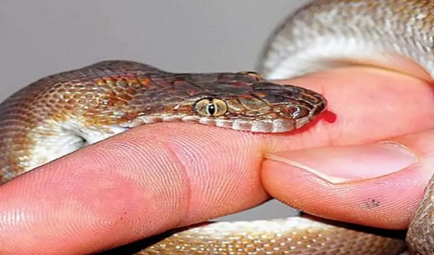 धनगढीमा सर्पको टोकाइकाट एक किशोर घाइते