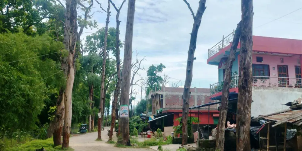 वनसमिति–कसरौल सडक जोखिमपूर्ण