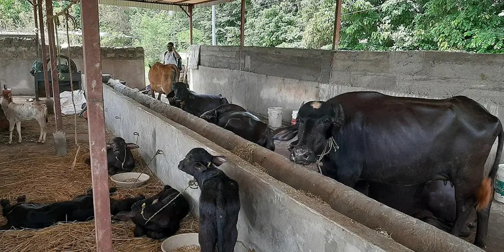 विदेशको मोह त्यागेर भैँसीपालनमा